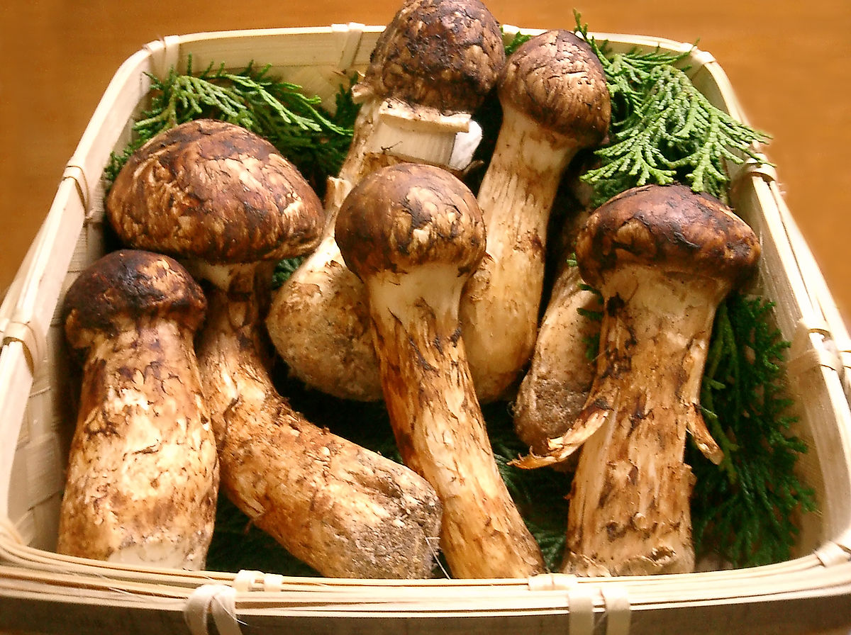 hongos comestibles