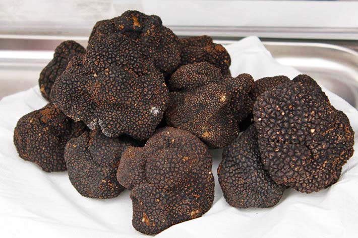 hongos comestibles