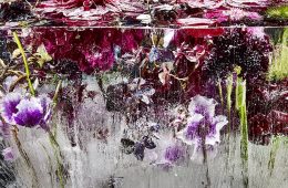 Flavored ice photo by Kenji Shibata