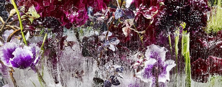 Flavored ice photo by Kenji Shibata