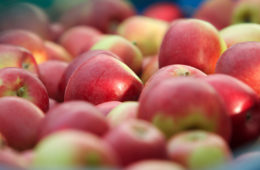 apple cider vinegar
