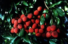 lichi