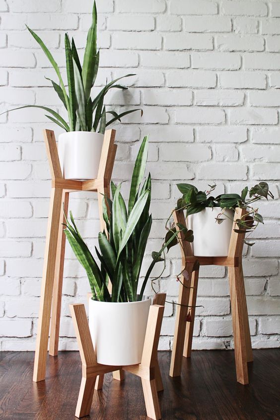 home´s air snake plant