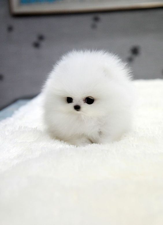 home´s air puppies